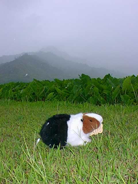 Taro Field